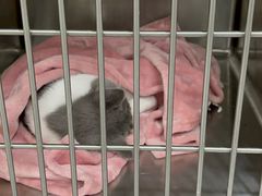 -艾吉宠物医院·疑难杂症转诊中心·猫友好(碧江路院)