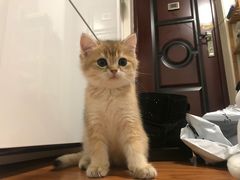 -纳吉亚猫专科动物医院·北北分院