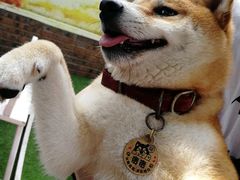 -柴犬高等学院·狗咖·柴犬售卖·宠物训练