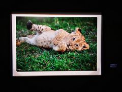 -罗红摄影艺术馆