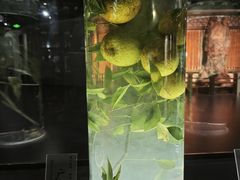 -广东中医药博物馆