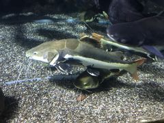 -太平洋海底世界