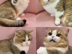 -青奢宠物·青奢猫舍