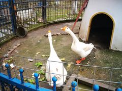 -上海滴水湖皇冠假日酒店