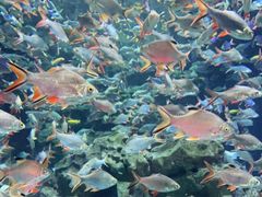 -成都浩海立方海洋公园