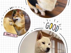 -豆柴町-柴犬主题狗咖(红鼎国际C座店)