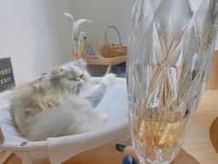 -有猫主题·治愈系猫咖(曾厝垵店)