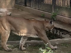 -石家庄市动物园