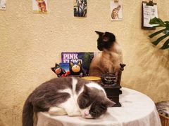 -猫友咖啡店(玉林西路店)