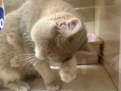 -屋虎猫馆(宝安大仟里店)