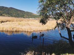 景点-腾冲北海湿地