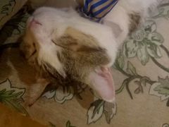 -万小咖.猫咖(中山路天虹店)