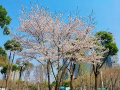 -后襄河公园