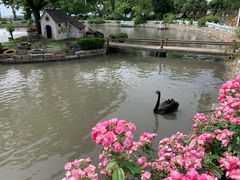 -鹅湖玫瑰文化园