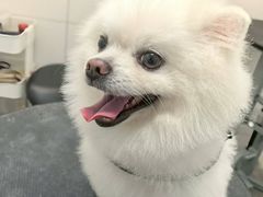 -帕帕拉兹宠物(亚洲旗舰店)