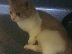 -猫色咖啡·猫咖