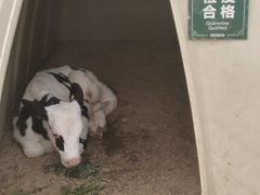-君乐宝优致牧场