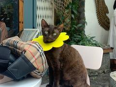 -喵屿·大理花园猫咖