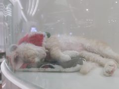 -1013 PET SHOP精品宠物商店(丁香店)