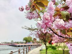 -鹅湖玫瑰文化园