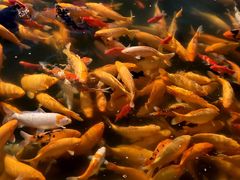 -长春市南湖公园