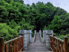 -铁山坪森林公园