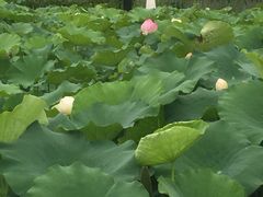 -白鹭湾湿地公园