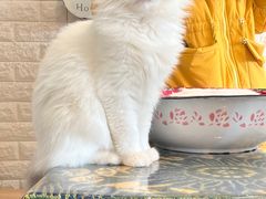 -平行世界·猫咖(首经贸店)