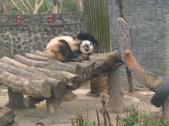 -都江堰中华大熊猫苑