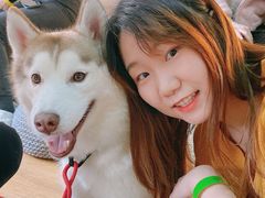 -Husky Go! 哈士奇体验馆·宠物咖啡厅狗咖