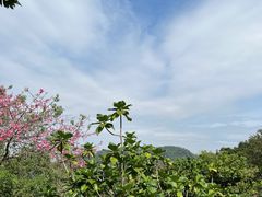 -深圳仙湖植物园