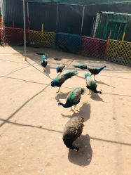 -萌宠亲子动物乐园(槐房万达店)