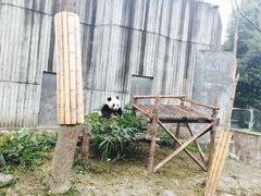 -成都大熊猫繁育研究基地