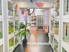 -青奢宠物·青奢猫舍