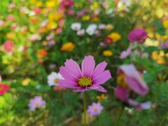 -光明小镇欢乐田园