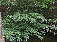 -牛鱼嘴原始生态风景区