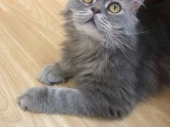 -猫和宫(六道口店)