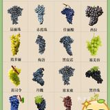 云南夏黑葡萄
