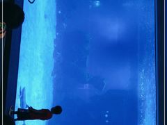 -石家庄海洋公园
