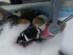 -关爱宠物医院·猫科中心·消化科(滨湖万达分院)