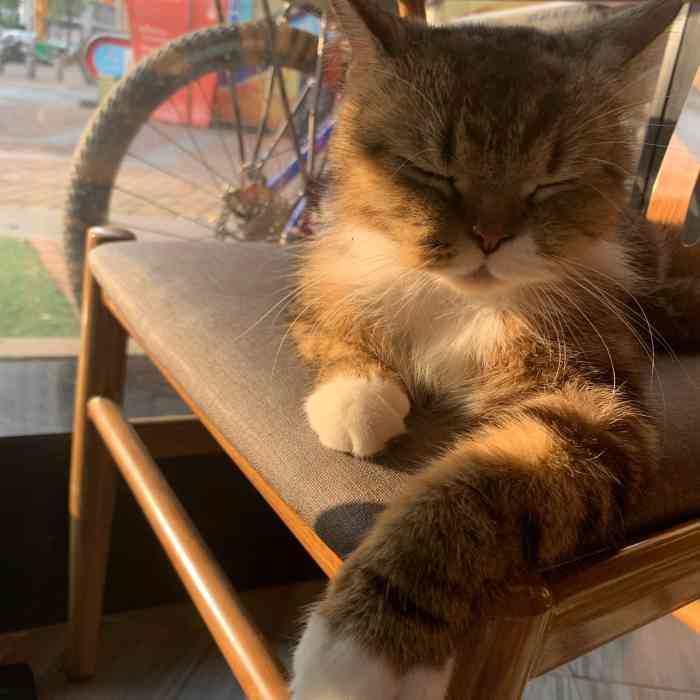 猫岛咖啡馆(万达店)-"就在万达广场旁边沿街店铺,十点开门我就过.