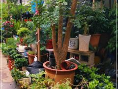 -桂林市花鸟市场