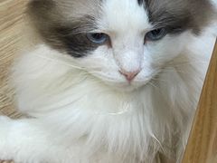 -白兔子密室(长寿路店)