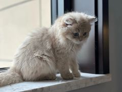 -欣宠猫屋·矮脚拿破仑·蓝金金渐层