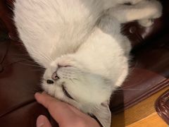 -猫小院猫主题餐厅(三里屯店)