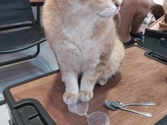 -Heymao猫咖.咖啡厅(东门店)