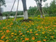 -九科绿洲