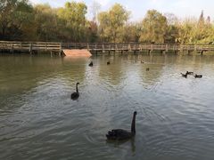 -溱湖国家湿地公园