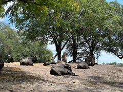 -奥兰多迪士尼动物王国乐园