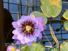 -国家植物园